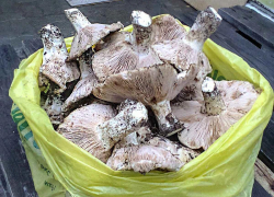 В крайне тяжелом состоянии в реанимации: семья из Волгоградской области отравилась грибами, и не она одна