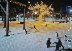 Пользователи соцсетей не оценили креатив с пингвинами в Камышине