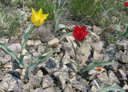 Как будут защищать краснокнижные растения