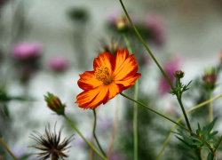 Идеальную летнюю погоду пообещали синоптики камышанам 23 августа