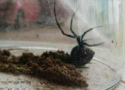 Самка каракурта забралась в дом с четырьмя маленькими детьми, - "Блокнот Волгограда"