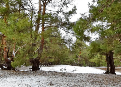 Плюсовую температуру предсказали синоптики камышанам 27 января (ВИДЕО)