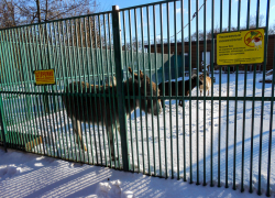  В Камышине резко потеплеет к первому дню весны