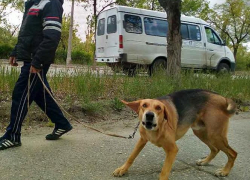 Дворовая собака чуть не загрызла 4-летнюю девочку в Волгоградской области