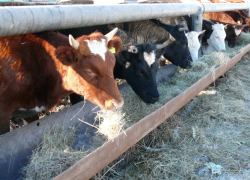 Фермер Владимир Фрицлер из Камышинского района получил грант 