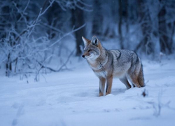 В Камышинском районе продолжится "лицензионный" отстрел шакалов
