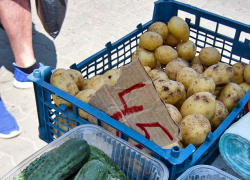 Камышане накопали столько ранней картошки, что она стала падать в цене