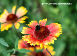Жара и магнитная буря: погода в Камышине в последний день июня