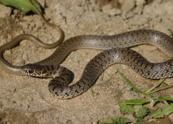 Под Камышином на дачах стали прогуливаться змеи