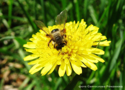 Среди райской природы упал и умер пчеловод