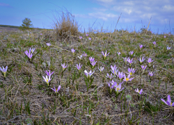 Лиловые пригорки очаровывают гостей природного парка в Камышинском районе