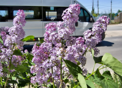 Летние температуры пообещали синоптики камышанам в начале недели