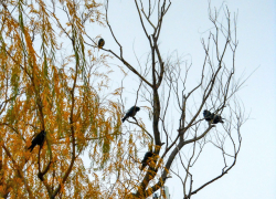 Туман, морось, мелкий дождь: вся классика осенней погоды плюс жуткая магнитная буря будет "представлена" камышанам сегодня, 12 ноября