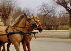 Водитель на "ВАЗе" на трассе врезался в лошадь и попал в больницу