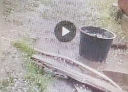 Жители Калача-на-Дону Волгоградской области показали, как ливень и град расправились с дачным урожаем вчера, 1 июня (ВИДЕО)