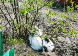 В Камышине энергетики решили "обойтись" отключением всего четырех домов завтра, 20 апреля