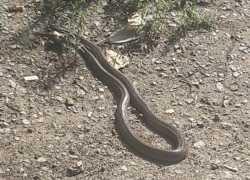 Огромную змею возле жилых домов обнаружила молодая мама с ребенком, - "Блокнот Волгограда" 