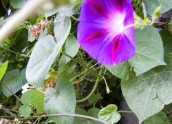 Солнечные дни и прохладные ночи: комфортная летняя погода установится в Камышине на ближайшие дни