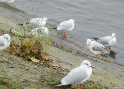  Слабый юго-западный ветер сохранит относительно теплой погоду в Камышине в выходные