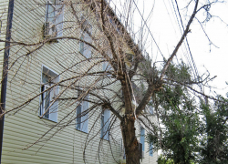 Ведь рухнет кому-нибудь на голову это сухое дерево, опубликуйте! - камышанин