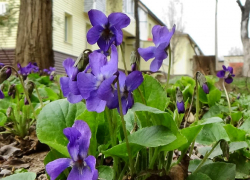 В Камышине 2 апреля закончатся дожди, и посвежеет