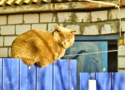 Десятки домов останутся без света в Камышине завтра, 27 ноября