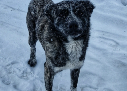 "Интеллигентный" пес, живущий на улице, разволновал сердца камышан