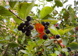 Прохладные ночи и свежие солнечные дни прогнозируют синоптики в Камышине в конце сентября