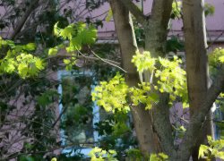 Субботний погодный рай в Камышине в воскресенье "обрушится" в предзаморозки и снег