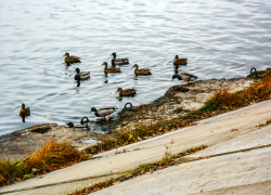 Зима на носу, а дикие утки и не думают улетать из Камышина
