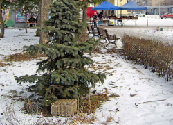 Мало нам собачьего приюта на улице Ленина, так еще и склад яичных упаковок устроили! - камышанка