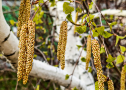 В Камышине сегодня, 14 апреля, обойдется без дождя, но гроза на подходе