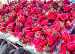 В Камышине отмечены старты продаж клубники