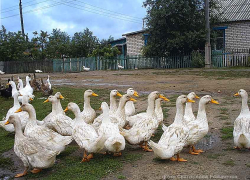 Молодую сельчанку из Камышинского района мошенники объегорили при продаже газобетонных блоков
