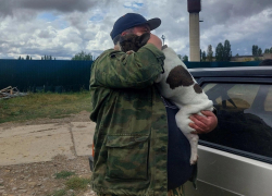 Пес Пермезан вернулся домой: в соцсетях камышане рассказали собачью историю с хэппи-эндом
