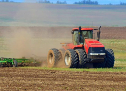 Камышинские аграрии надеются, что не только ячмень, пшеница, но и нут, тыква  в этом году "выстрелят"