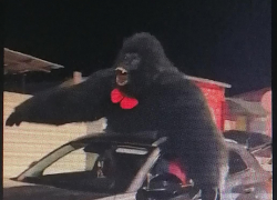 По поводу камышинского автопробега с "живой гориллой" его организаторы заявили, что рекламировали новое кафе (ВИДЕО)