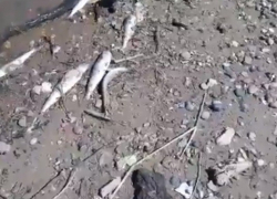 После травли мошки в Волгограде ниже по течению Волги начала массово дохнуть рыба