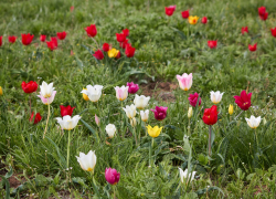 Камышанам за дикие тюльпаны грозит дикий штраф