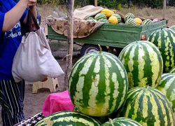 Завтра, 28 августа, на площадке перед ДК "Текстильщик" откроется выставка самых больших камышинских арбузов