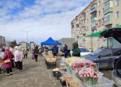 Тюльпаны стремительно подешевели в Камышине накануне 8 Марта