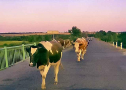 Буренки в Волгоградской области бьют рекорды