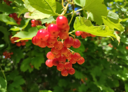 На пороге осени камышане вынуждены спасаться от солнечных ударов: погодная повестка на последний день лета