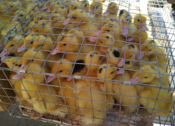 Местные фермеры устроили на центральном рынке Камышина "утиный фестиваль"