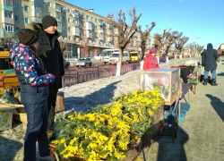 На цветочных базарах в Камышине веточка мимозы стоит 50 рублей, а тюльпан - 70