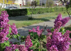 В Камышине победителями народного голосования по благоустройству стали пешеходные зоны на улицах Некрасова и Маресьева