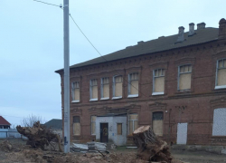 Ну почему в Камышине жертвами любой реконструкции становятся деревья? - камышанин