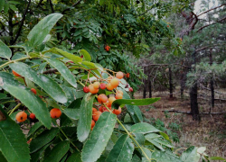 Суд поумерил аппетит селянина, незаконно "прибравшего к рукам" 8 гектаров леса с прудом у села Лебяжье в Камышинском районе