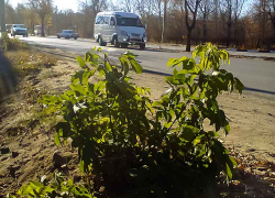 Первый снег в Камышине не уходит из прогнозов синоптиков