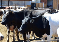 Камышинский фермер сделал ставку на голштинскую породу коров